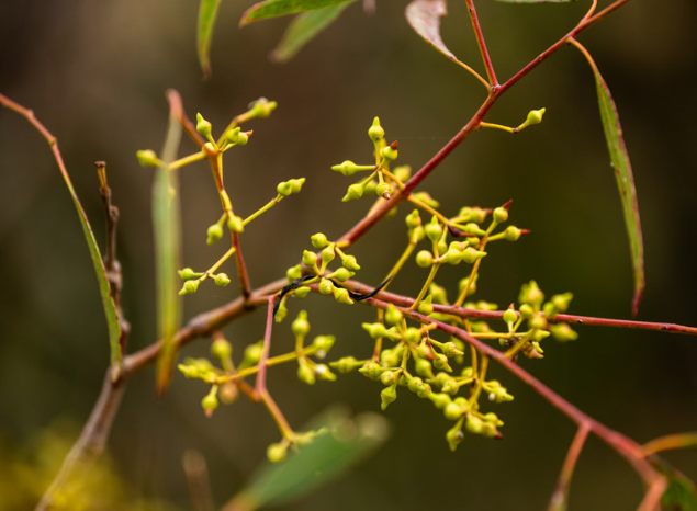 David Mullins feels connected when out on his Country. Photo: Annette Ruzicka.