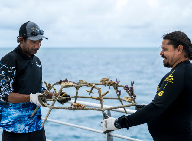 Yirrganydji Rangers Lloyd and Gavin Singleton assist with critical reef restoration in Far North Queensland. Photo: Annette Ruzicka.