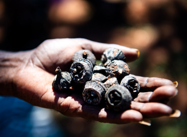 Biodiversity underpins culture. Ngurra Kayanta IPA, Great Sandy Desert. Photo: Annette Ruzicka.