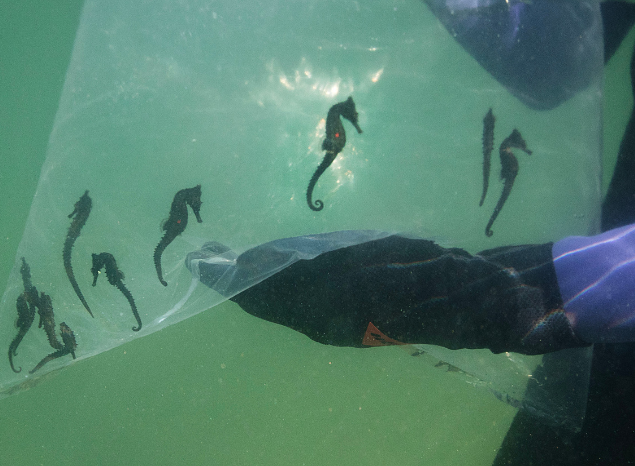 Gamay initiatives include seagrass and seahorse projects. Photo: Jessica Hromas.