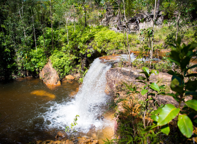 Abundant healthy rainforests on the Tiwis. Photo: Annette Ruzicka.