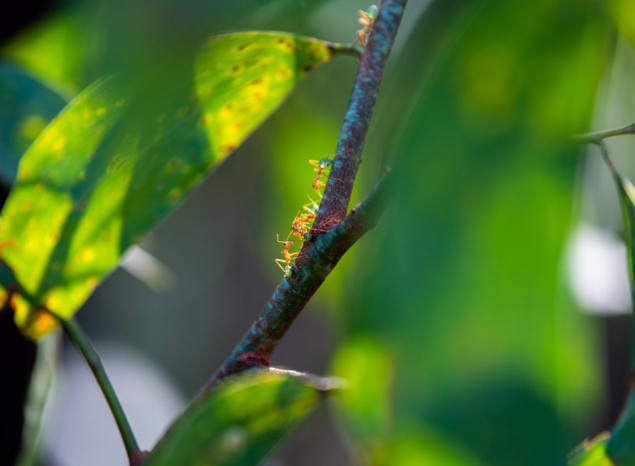 There are over 200 ant species on the Tiwis. Photo: Annette Ruzicka.