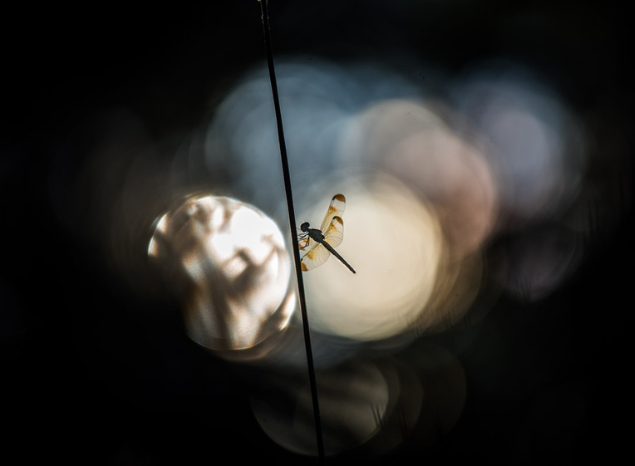 Tiwis are an ark of wonder. Photo: Annette Ruzicka.