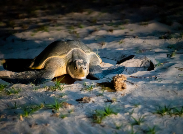 Sea turtles are under threat from feral pigs. Photo: Annette Ruzicka.
