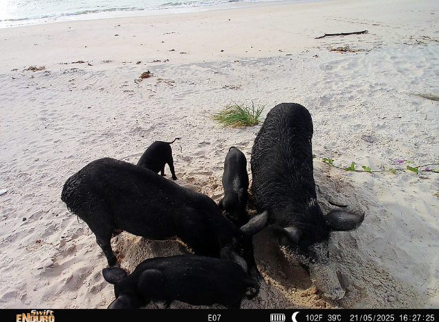 Feral pigs dig up a turtle nest on the Tiwis. Photo: AIMS & Tiwi Rangers.