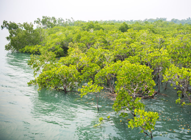 Mangroves on Tiwi Sea Country. Photo: Annette Ruzicka.
