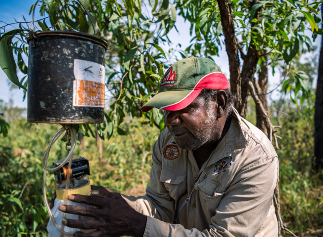 Tiwi Ranger Colin Kerinaiua checking an insect trap as part of biosecurity work for the Australian Government. Photo: Annette Ruzicka.
