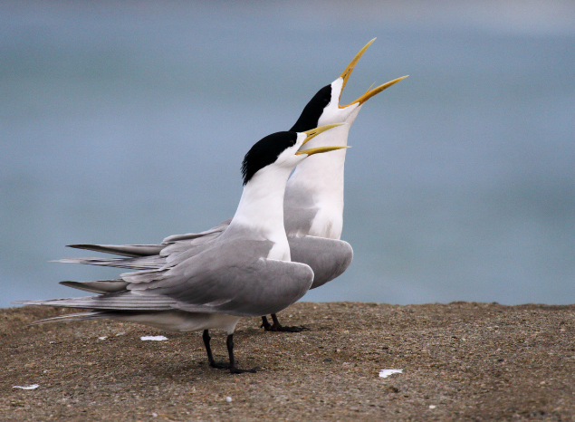 The largest known Martapani (Crested Tern) breeding colony in the world - about 60,000 - is on the Tiwis. Photo: Nic Gambold.