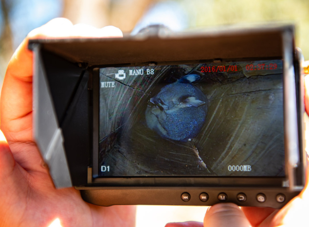 Nest boxes create safe habitats for marsupials on Wattleridge IPA. Photo: Annette Ruzicka.