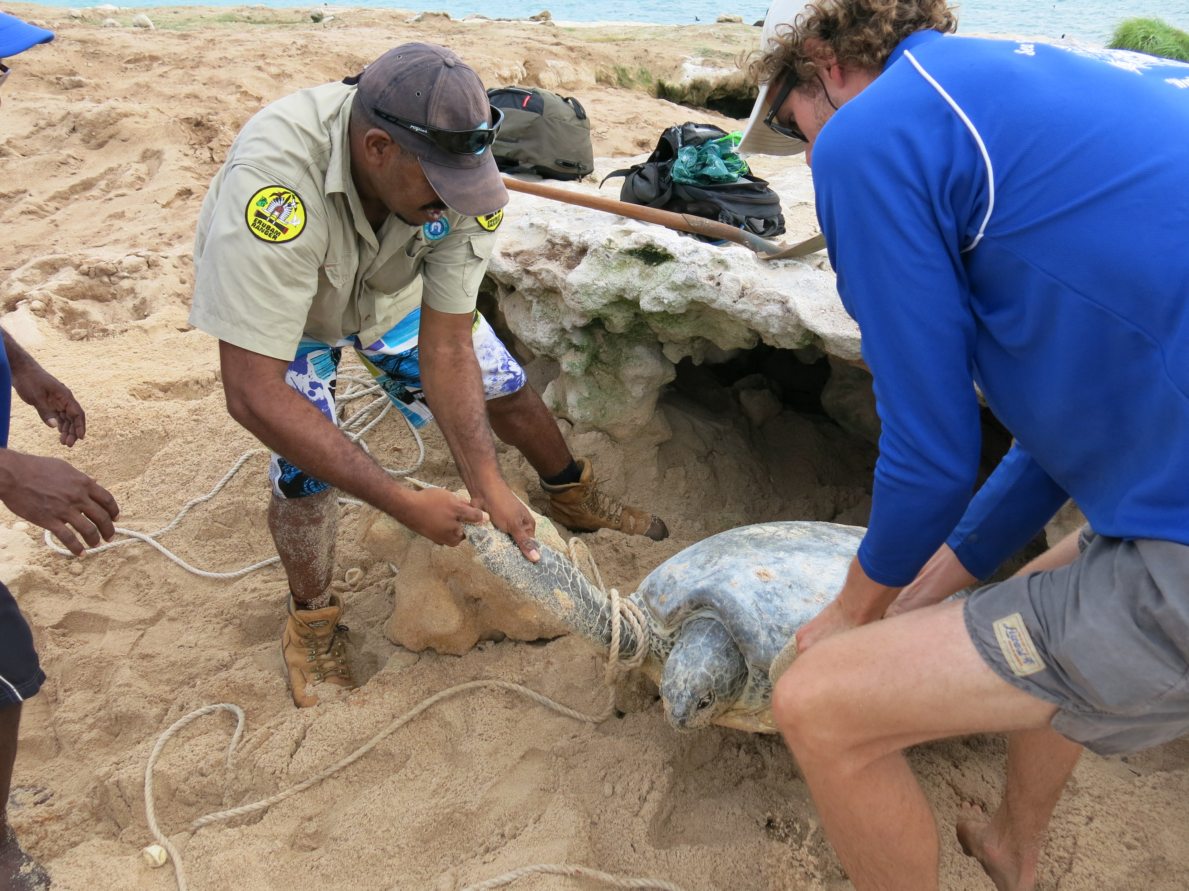Copy_of_Rescuing_a_female_green_turtle_at_Maizub_Kaur_TSRA.JPG
