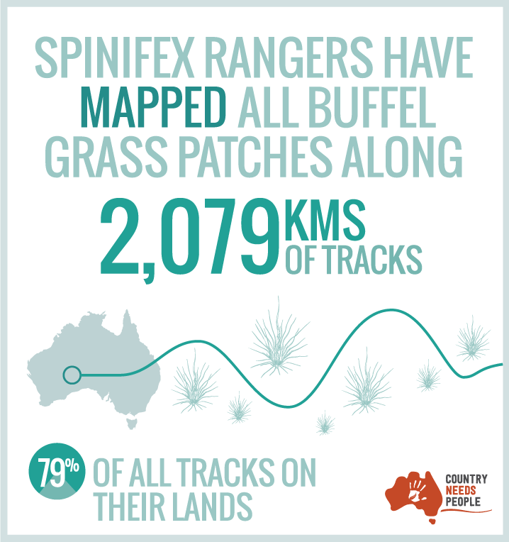 spinifex-buffel.png