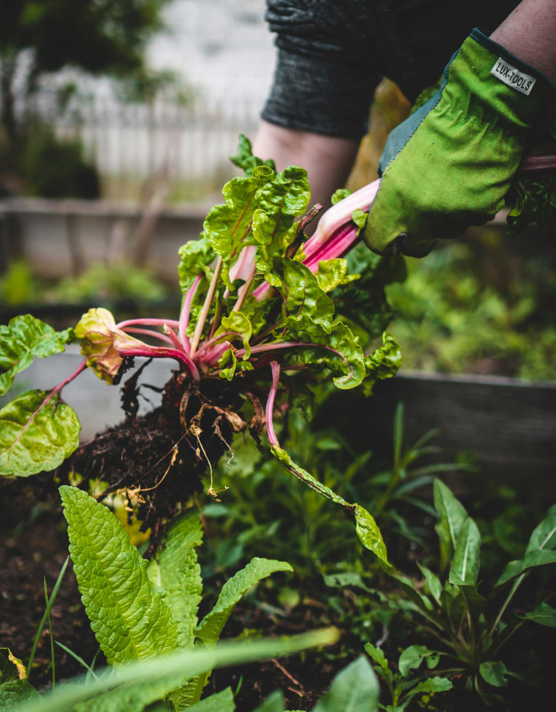 Where Empty Lots Become Community Tables