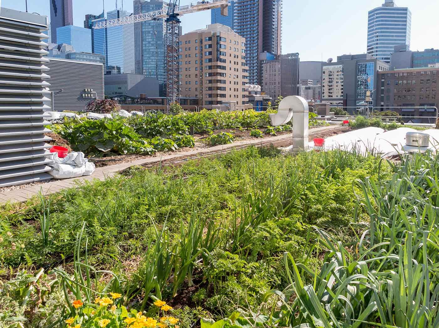 Rooftop Harvest Initiative