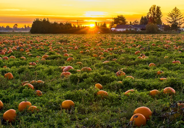 Fall Harvest Festival