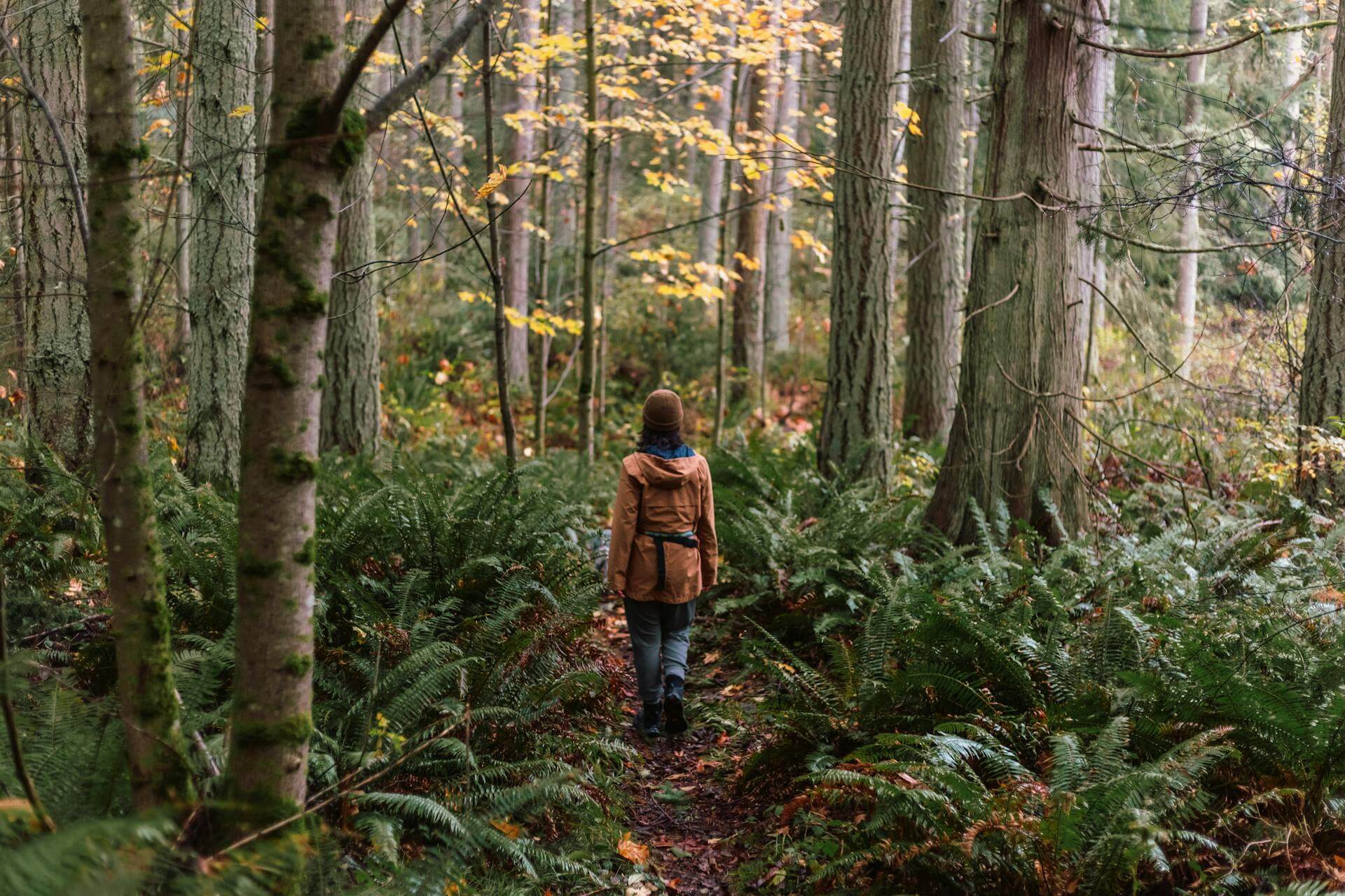 Protect Our Temperate Rainforests