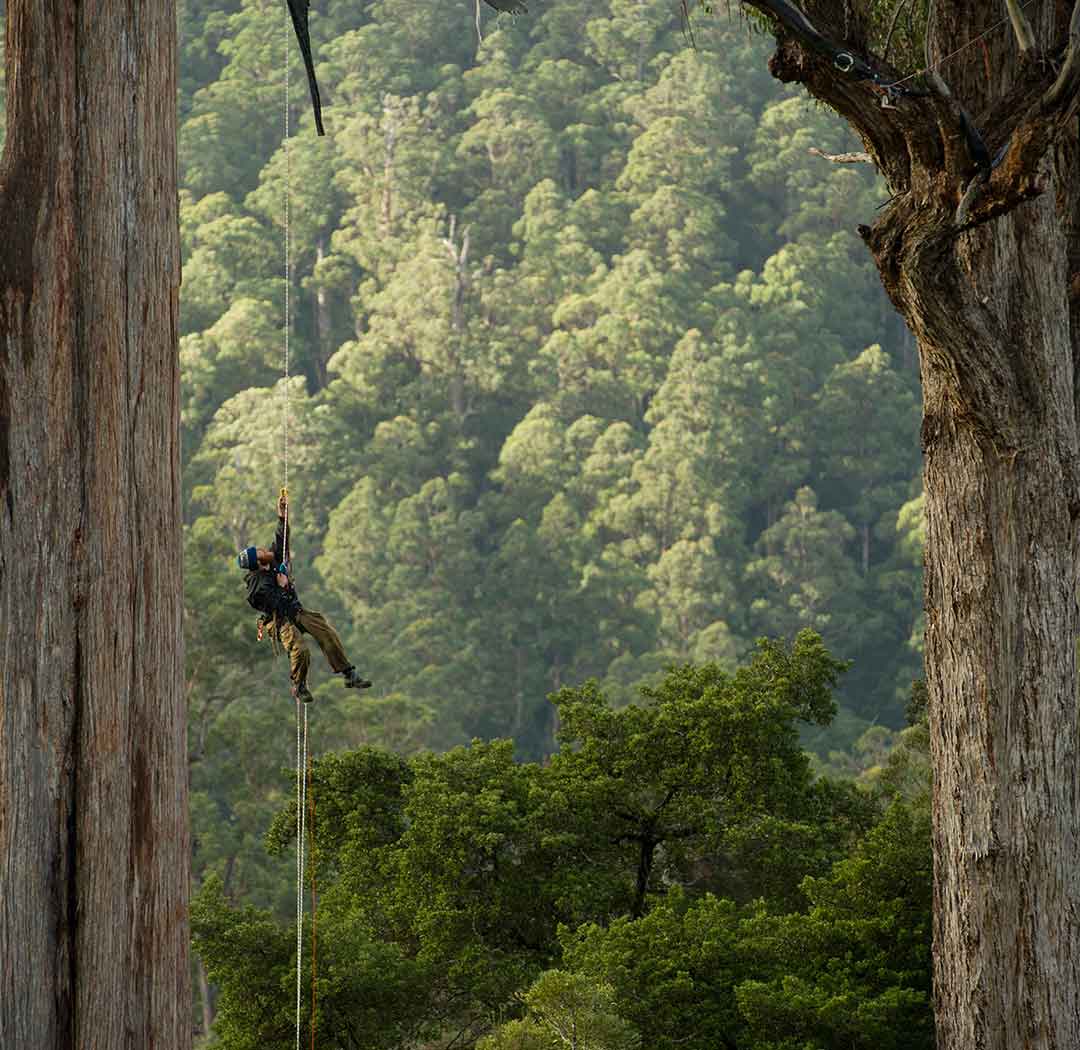 weld-tree