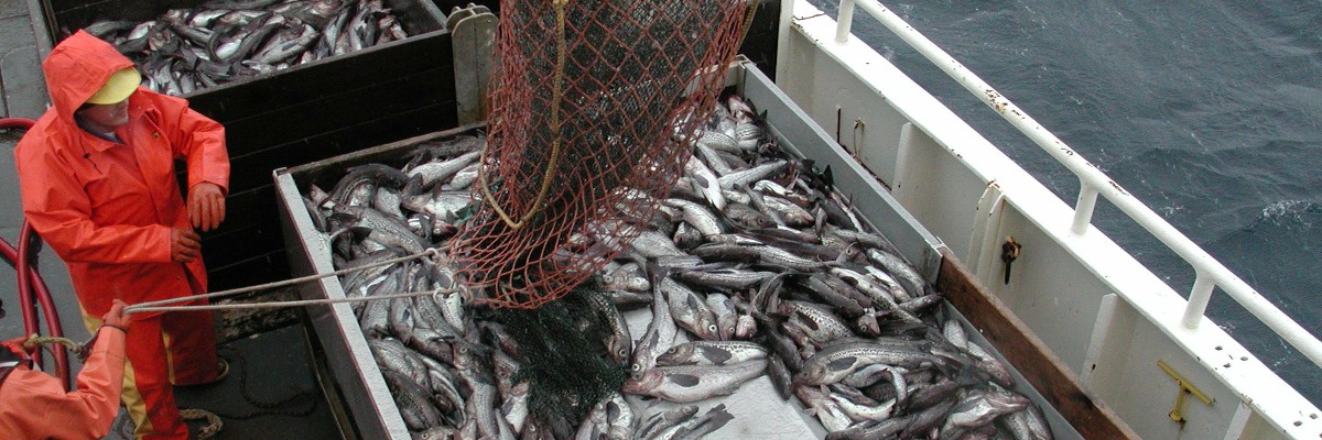 A fisherman brings in a catch.