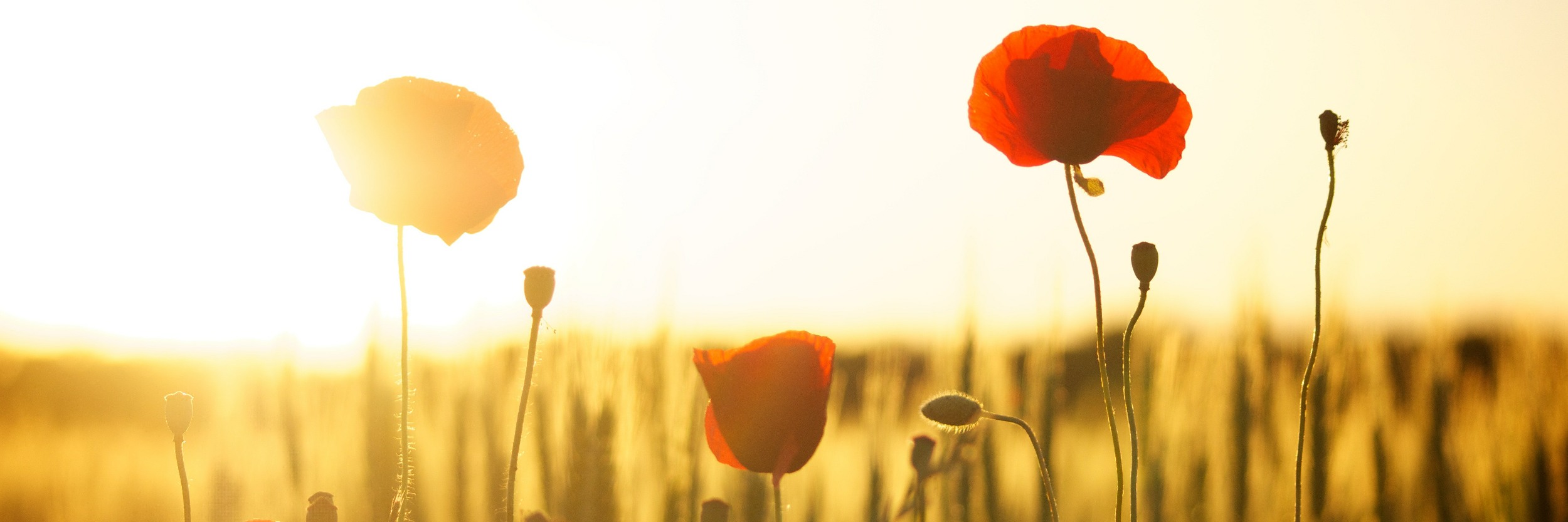 A field of poppies with sun behind