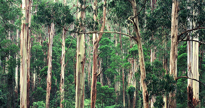 Protect Nature for Australia's Future Boothby
