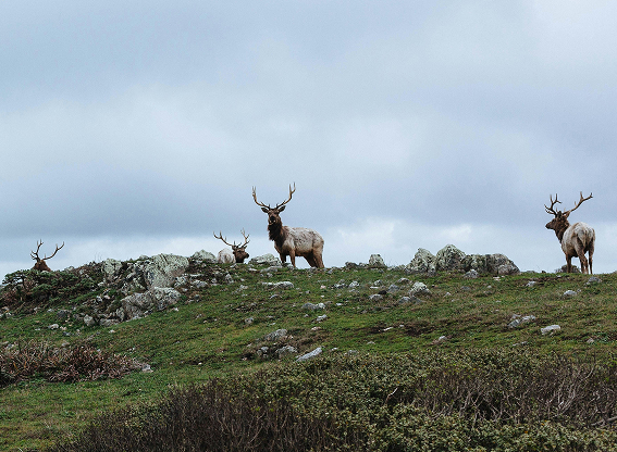 Elk herd