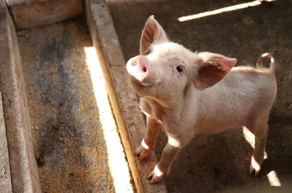A little piglet poses for a picture