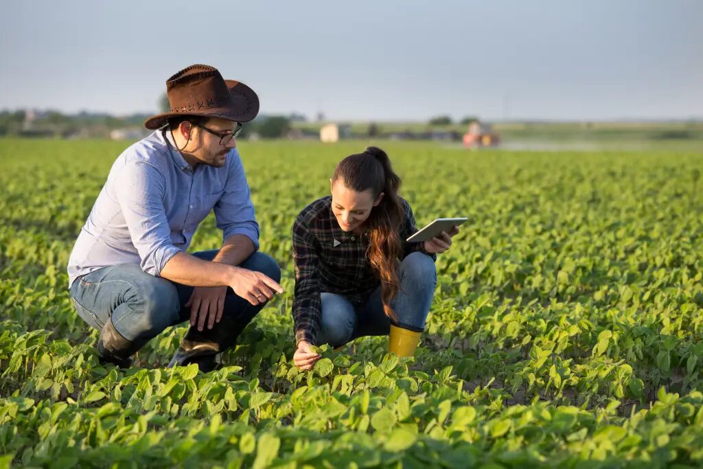 Two agricultural workers crouching in a crop field reviewing notes on a tablet