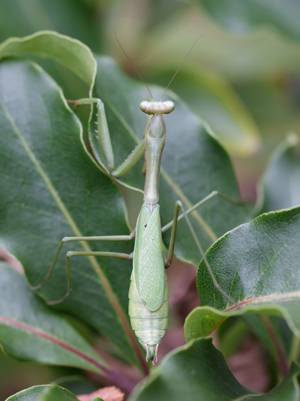 Let live: wildlife in the home