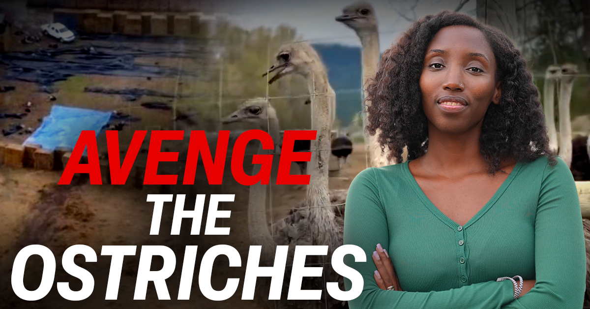 Avenge the Ostriches!