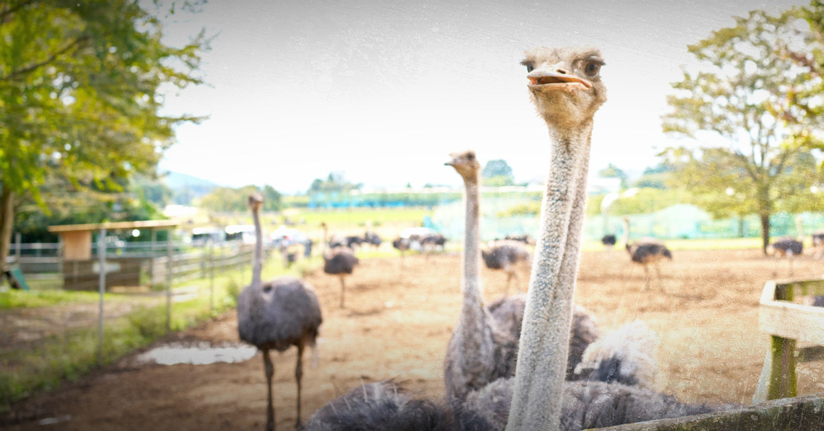 Save the Ostriches!