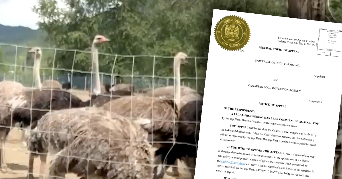 BREAKING: BC ostrich farmers file appeal to stop CFIA's kill mission