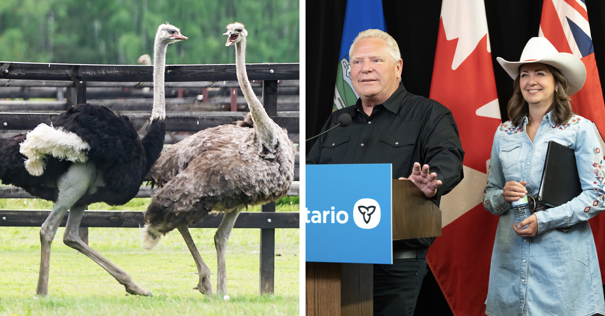 Premiers Smith and Ford join call to save Edgewood, B.C. ostriches