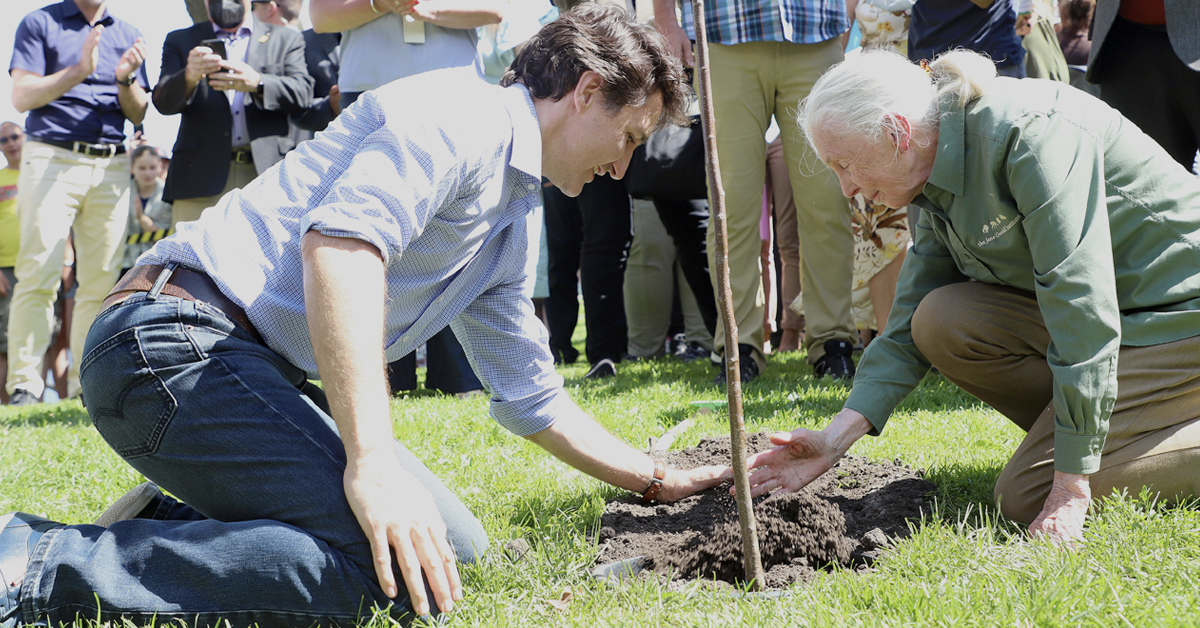 Cabinet’s aim to plant two billion trees was a farce