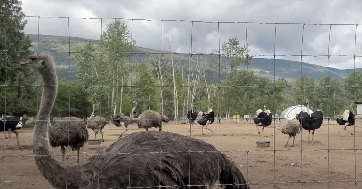 Ostrich farm files to try and block CFIA kill order