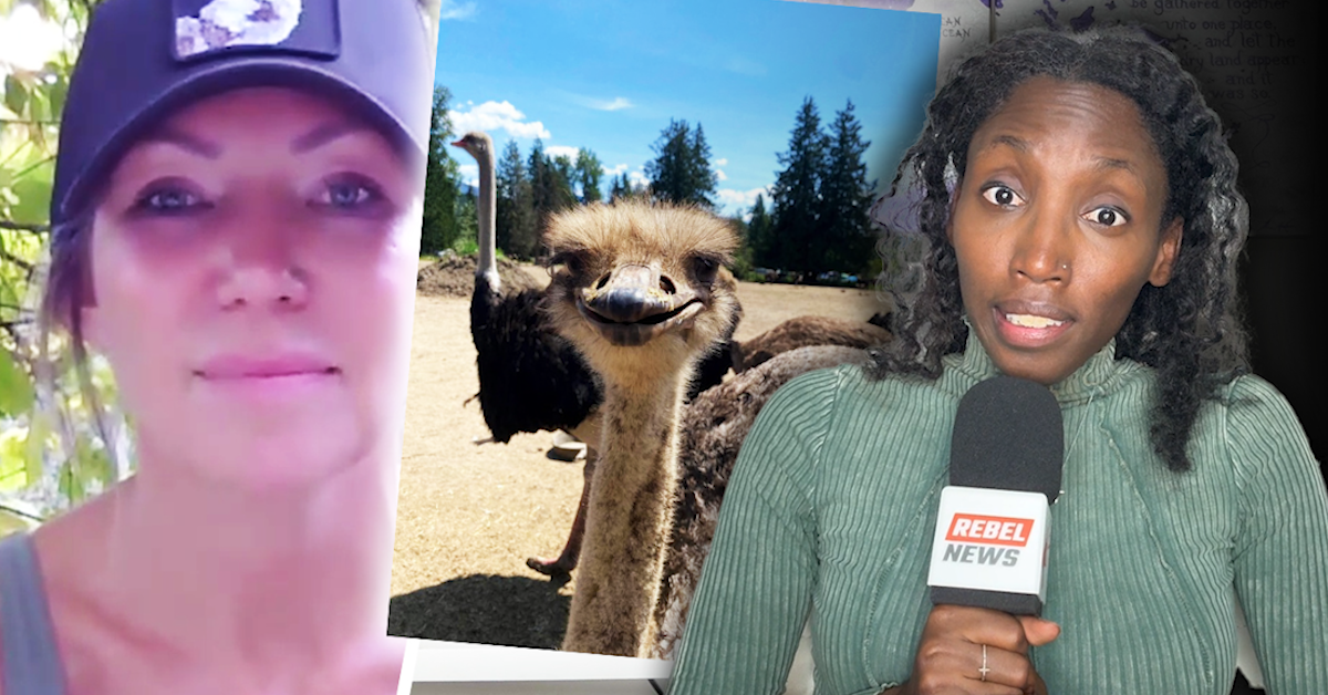 BREAKING: Alleged CFIA Ostrich Cull Disposal Partner Revealed, Source Says