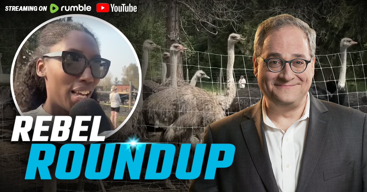 🔴Ostrich cull imminent, Rebel on the ground | Rebel Roundup