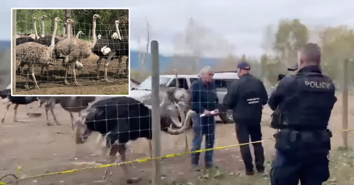 BREAKING: Watch live as RCMP, feds move onto Universal Ostrich Farms for cull