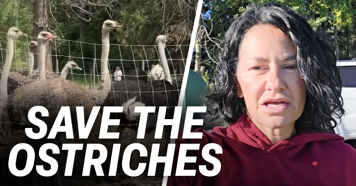 Rebel reinforcements headed to Universal Ostrich Farms