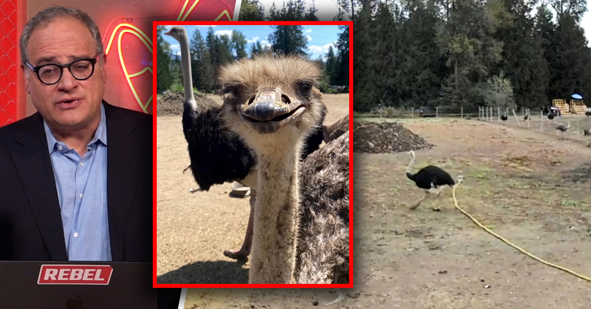 Police facing challenges as community rallies around Universal Ostrich Farms