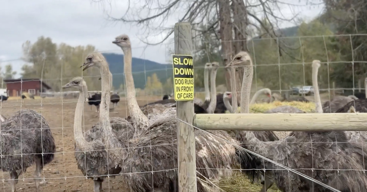BREAKING: Supreme Court grants stay of execution for ostriches