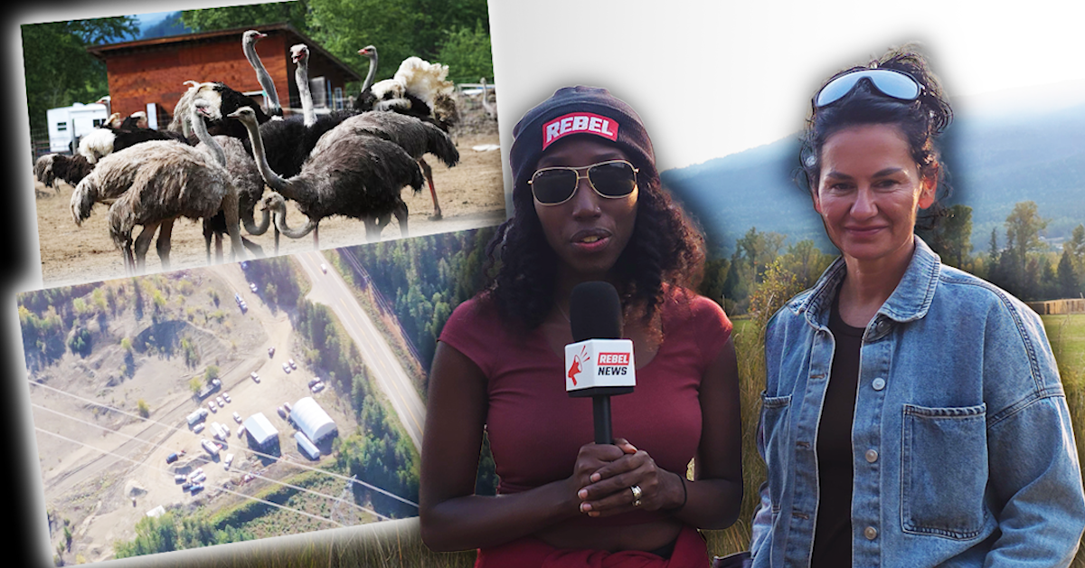 Helicopter footage shows massive government operation at Universal Ostrich Farms