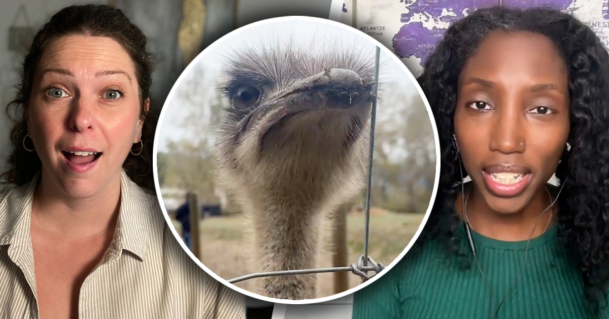 Ostriches alive and well, but for how long?