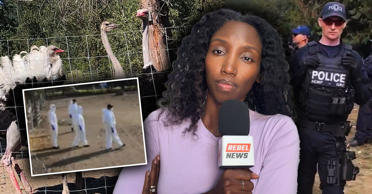 Supreme Court deliberates healthy flock's fate at Universal Ostrich Farm