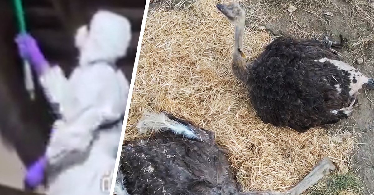 BREAKING: Spirit the Ostrich Dies Under CFIA Custody at Edgewood Farm