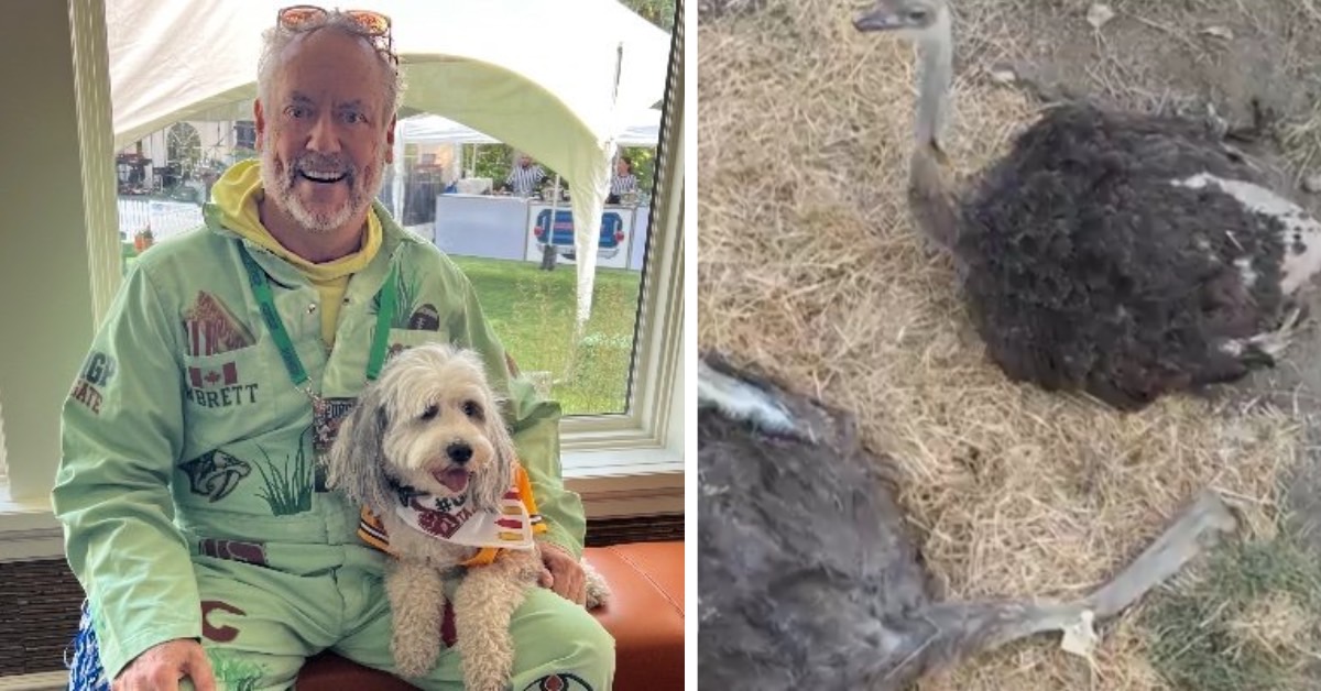 Entrepreneur Brett Wilson Offers $100K to Stop CFIA’s Ostrich Cull in Edgewood