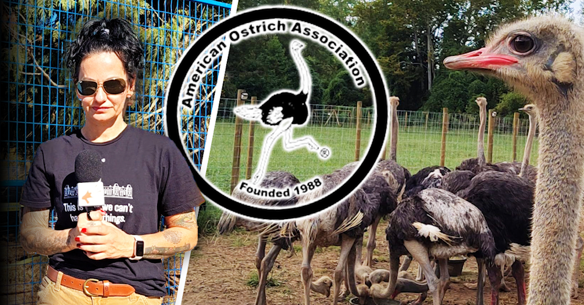 American experts say ostriches don’t spread bird flu — so why is Ottawa preparing to kill 400 of them?