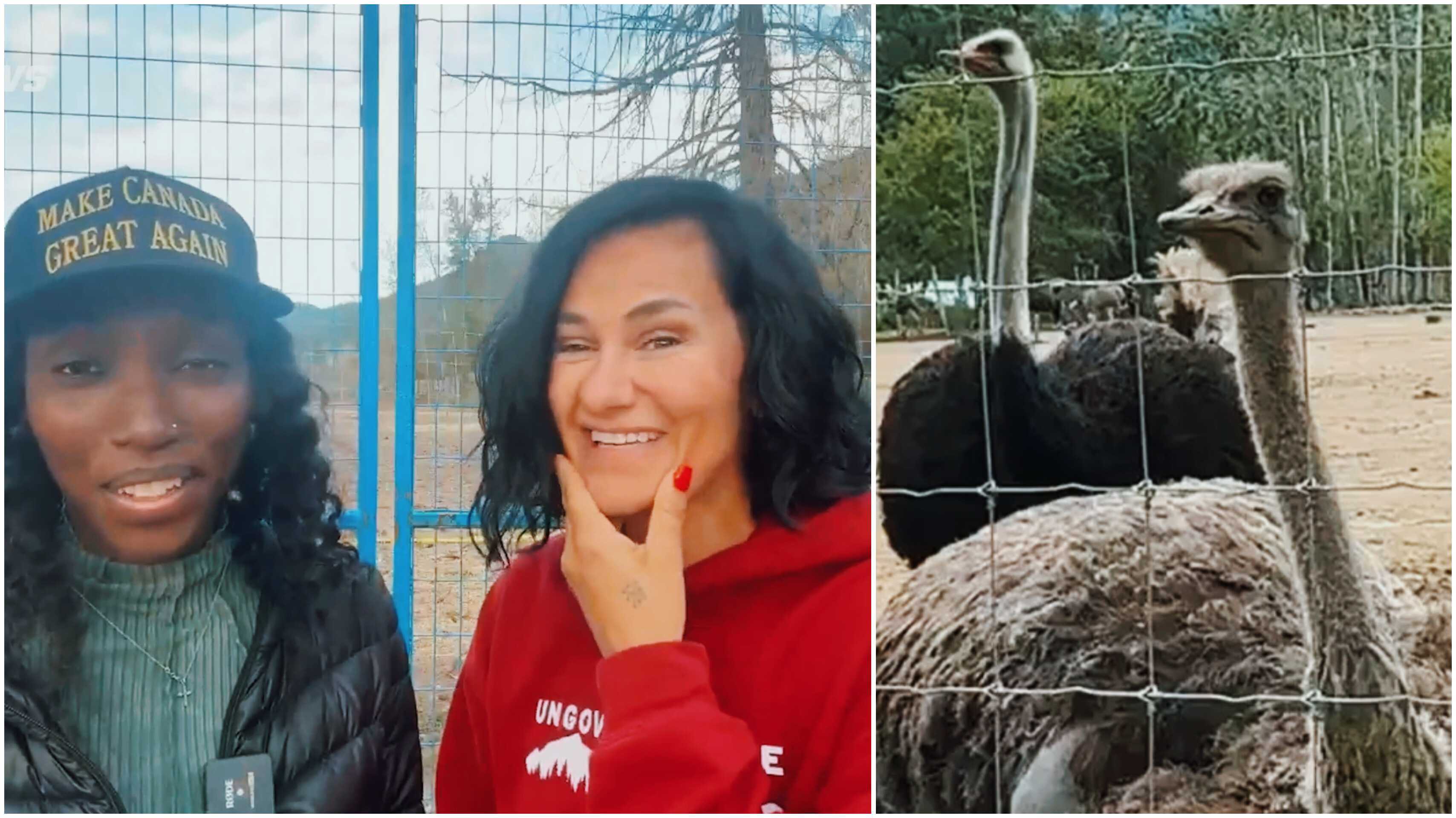 UPDATE: Ostriches will live through Thanksgiving weekend
