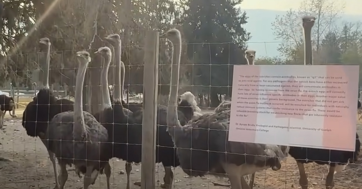 B.C. ostriches likely spared another week as Supreme Court continues deliberations