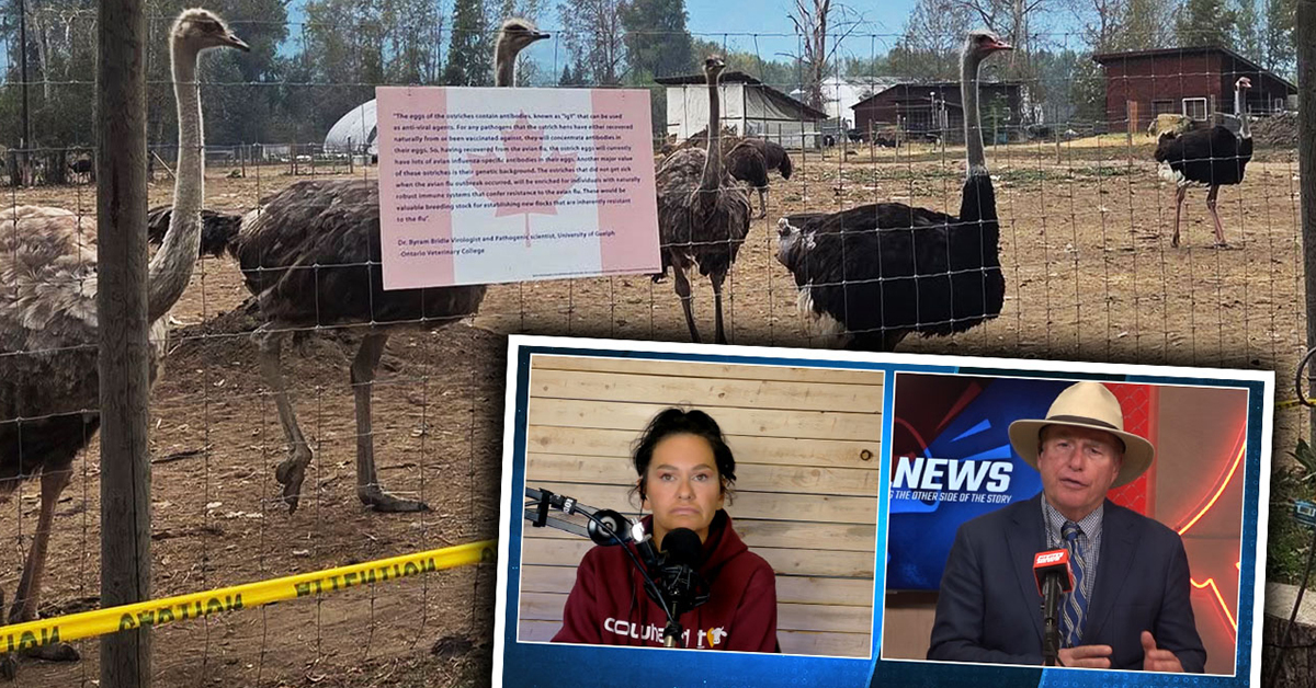 Concern grows for B.C. ostriches under 'care' of Canadian Food Inspection Agency