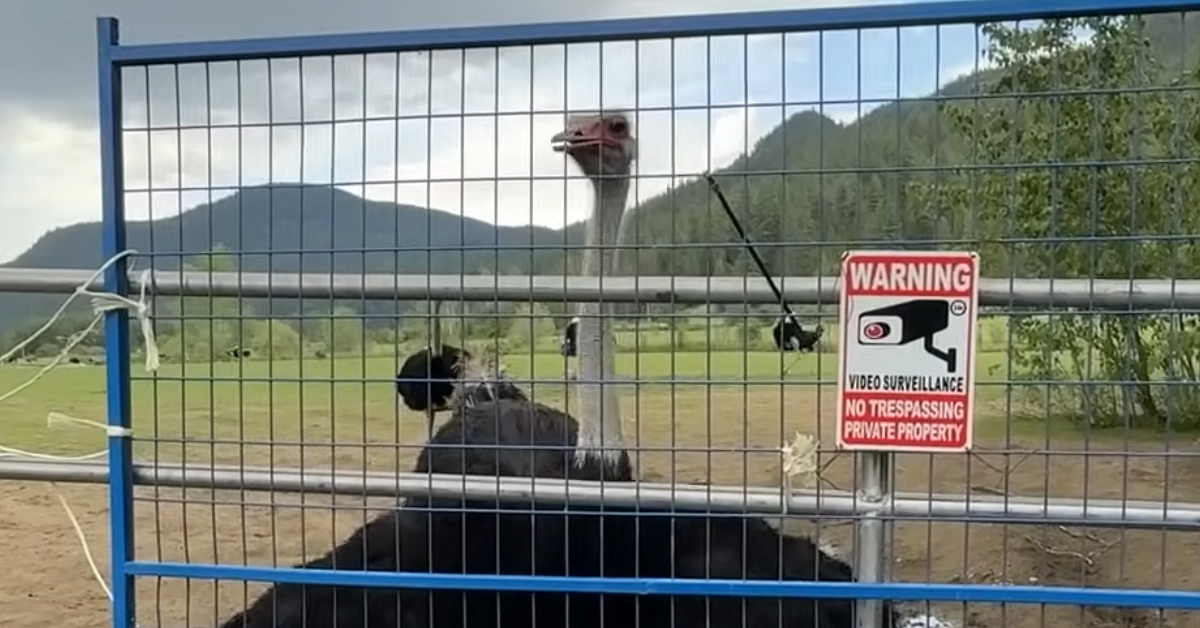 Ostrich Farm to Learn Supreme Court Decision Next Week: Appeal or Cull?