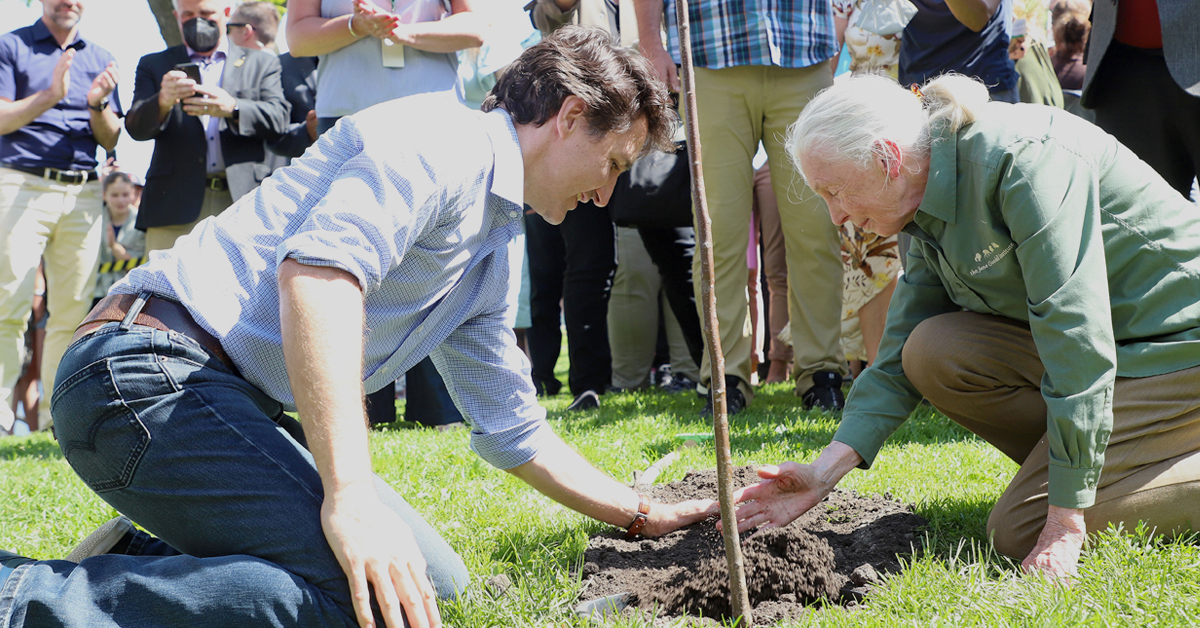 Liberals cancel failed Trudeau initiative to plant two billion trees
